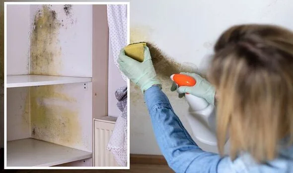 How-to-Prevent-Mould-in-Wardrobe-sliding-door-cleaning-with-vinegar-interior How-to-Prevent-Mould-in-Wardrobe-sliding-door-cleaning-with-vinegar-interior